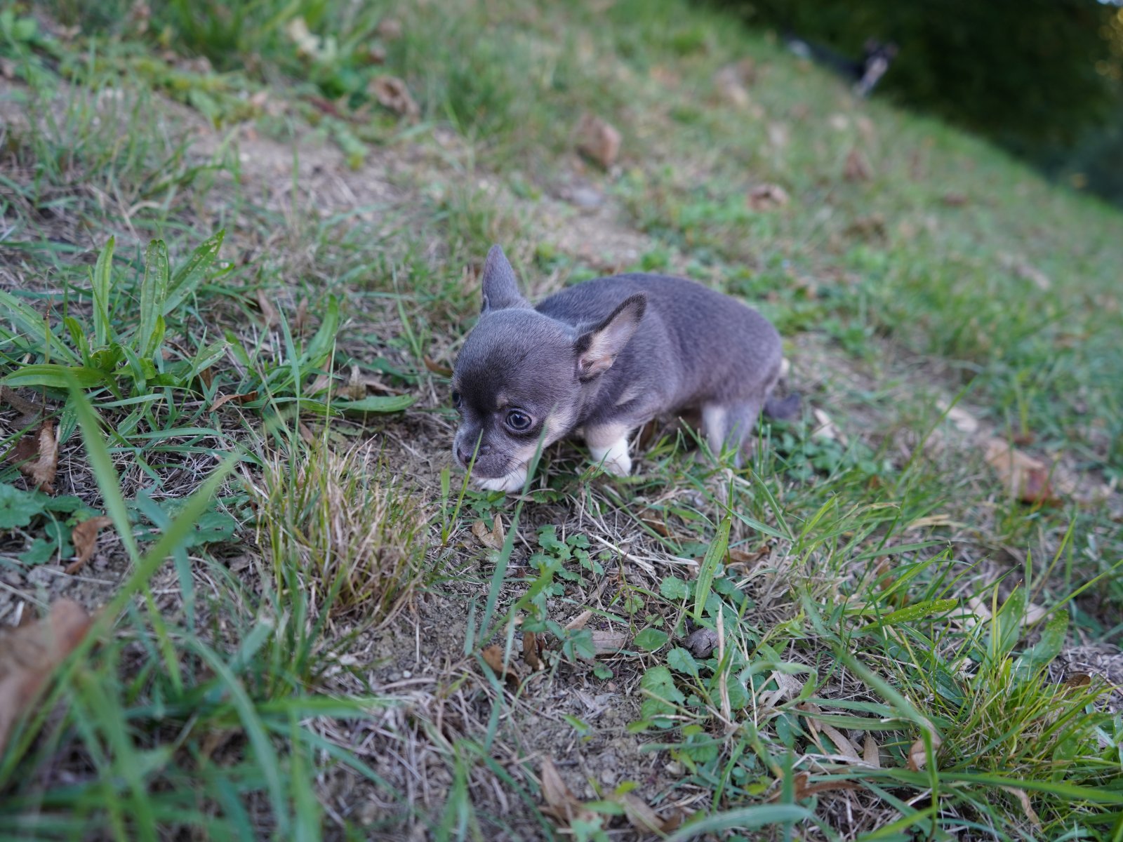 Kira