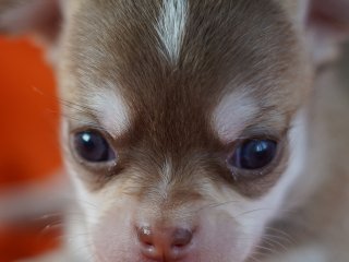 Cristobal