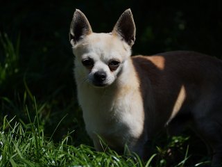 Gano