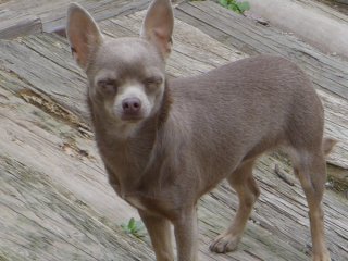 gracy