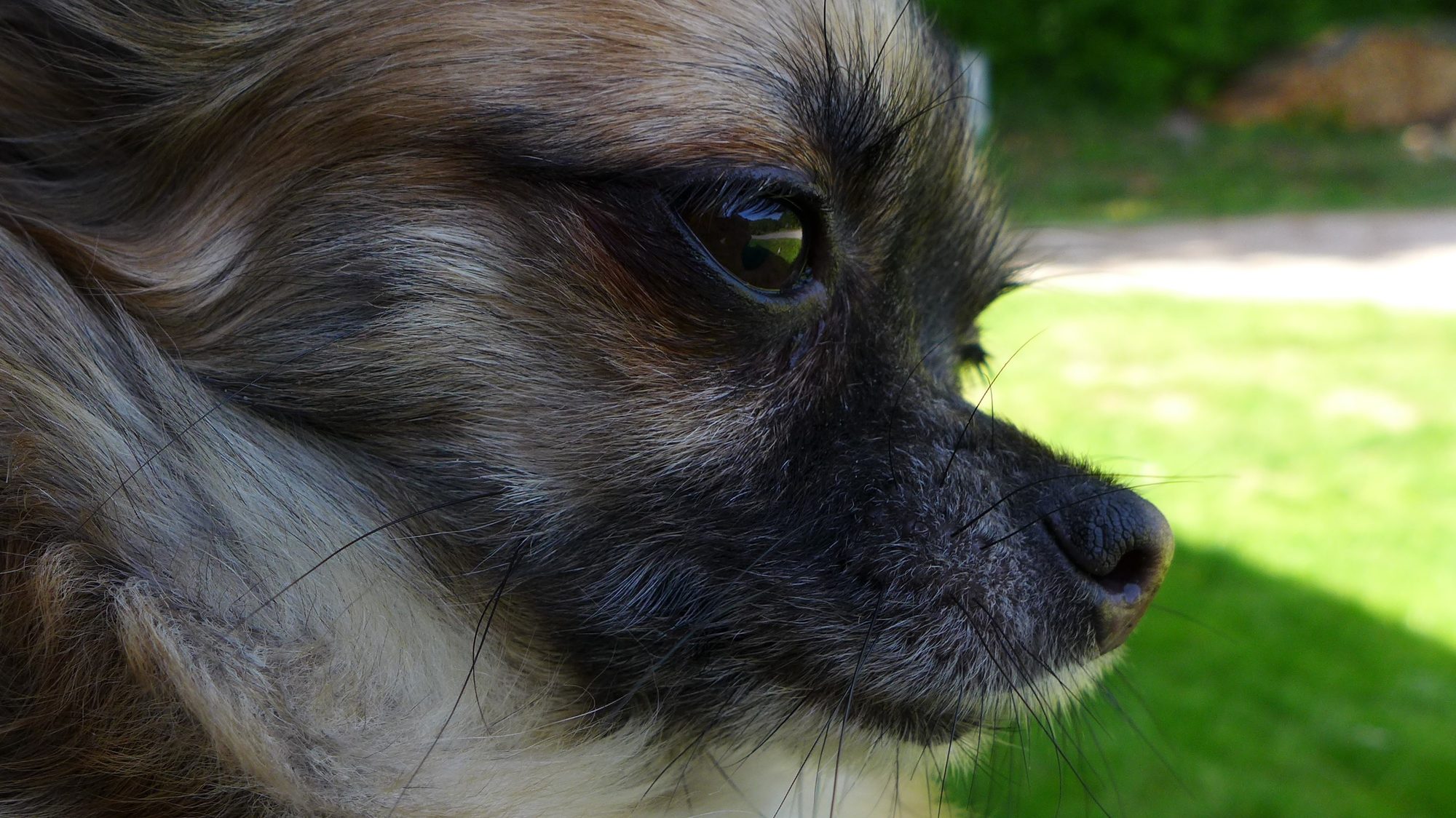 Langhaariger Chihuahua im Profil, aufmerksam im Sonnenlicht